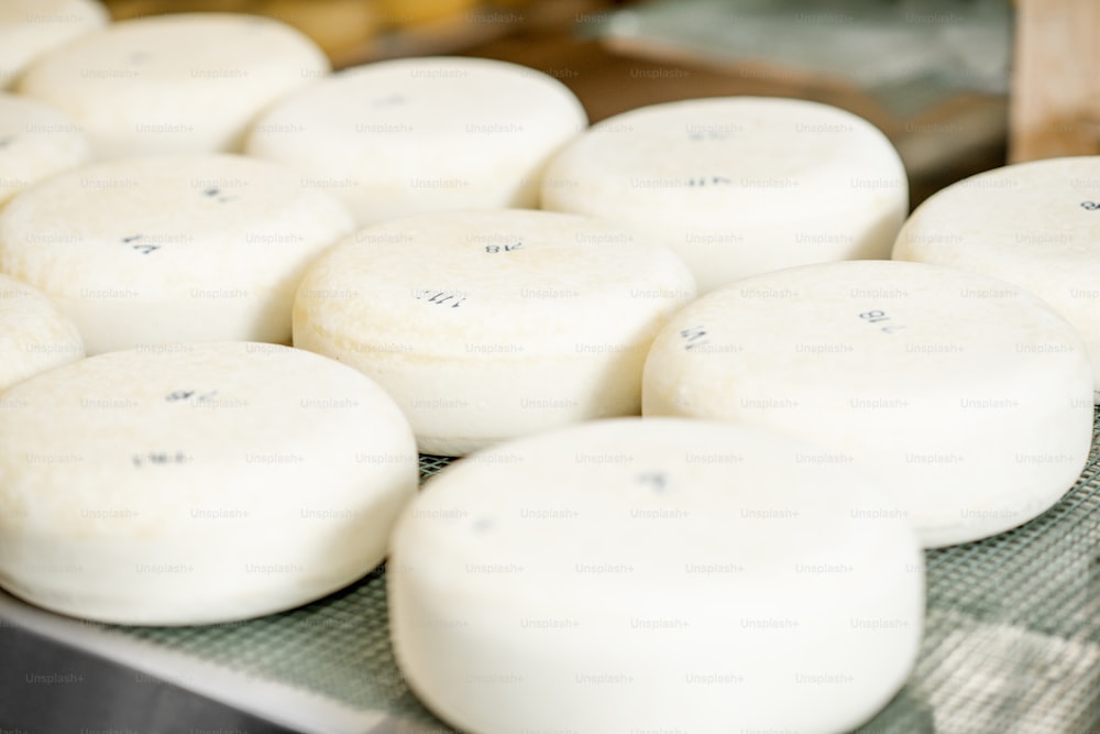 Fresh cheese wheels after the salting process on the table ready for aging