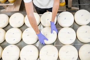 Worker in protective gloves taking fresh salted cheese wheel ready for aging process at the manufacturing. Close-up view