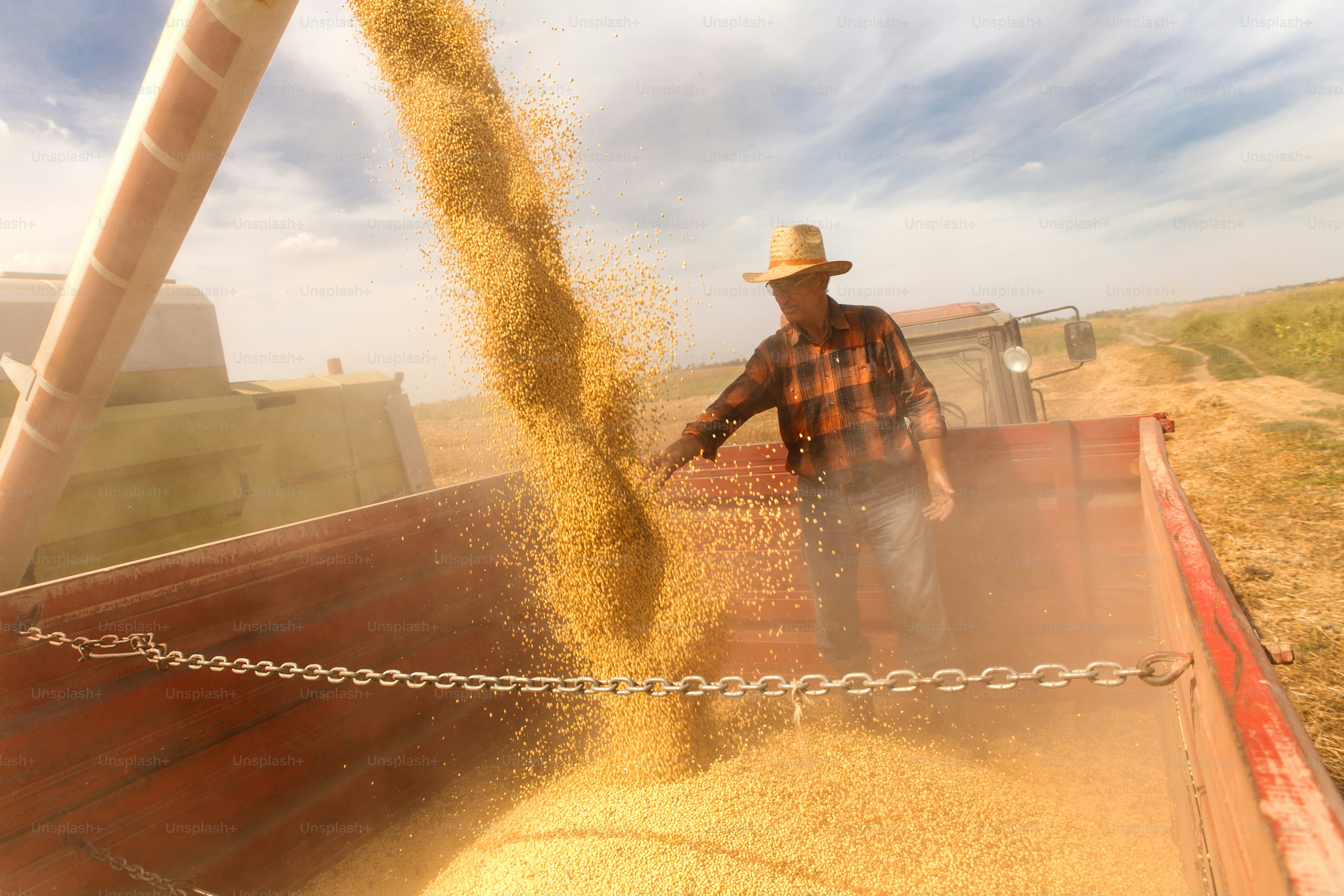 Senior farmer in tractor trailer supervises the soybean harvest.