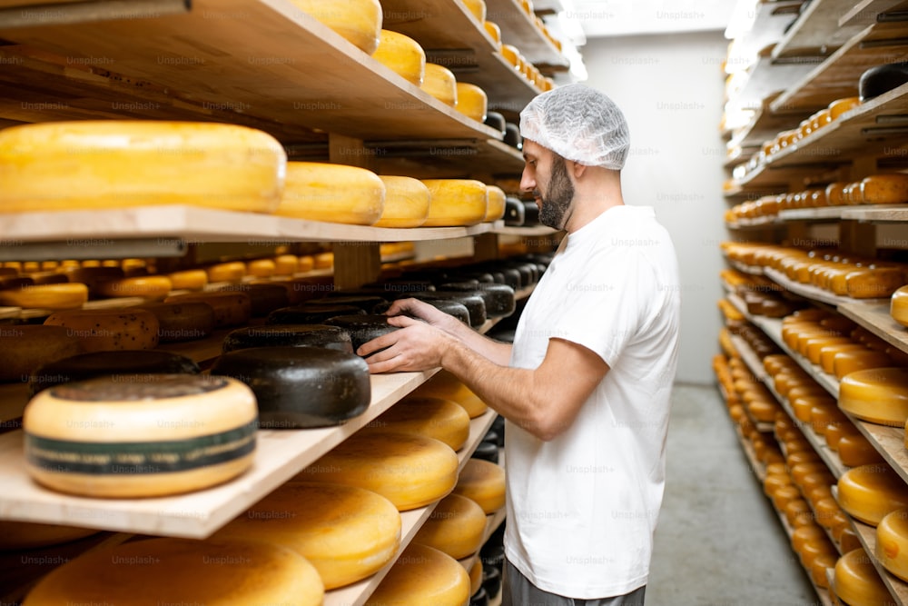 Cheese maker at the storage with shelves full of cheese wheels during the aging process