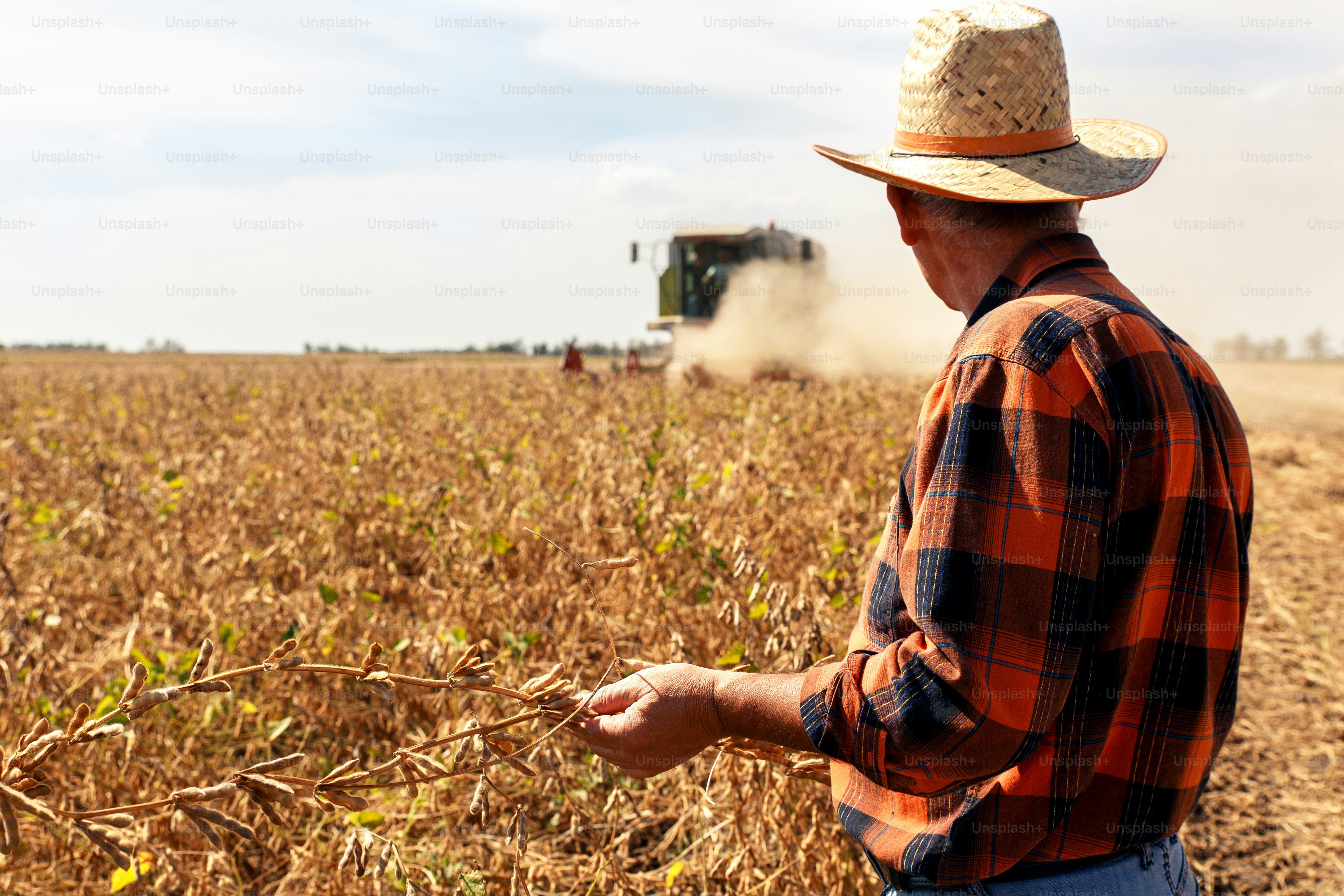 Senior farmer in soybean field supervises the harvest.