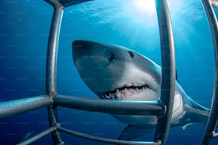 A Cage Diving in Guadalupe Island in Mexico