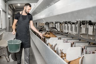 Handsome man feeding goats during the milking process at the automated milking line