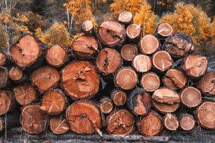 Vue frontale des coupes transversales de l’arbre brut coupé dans un bois d’automne ; Coupes d’arbres ronds en tas près d’une scierie dans un camp de bûcherons à l’extérieur avec une forêt d’automne en arrière-plan avec des bouleaux jaunes