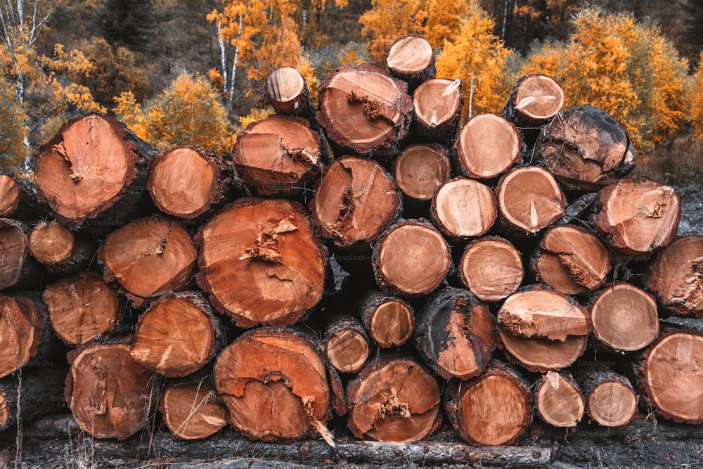 Frontal view of the cross-sections of the raw tree cuts in an autumn wood; round tree cuts in a heap near a sawmill in a logging camp outdoors with a fall forest in the background with yellow birches