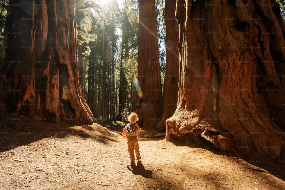 미국 캘리포니아의 세쿼이아 국립 공원을 방문하는 소년