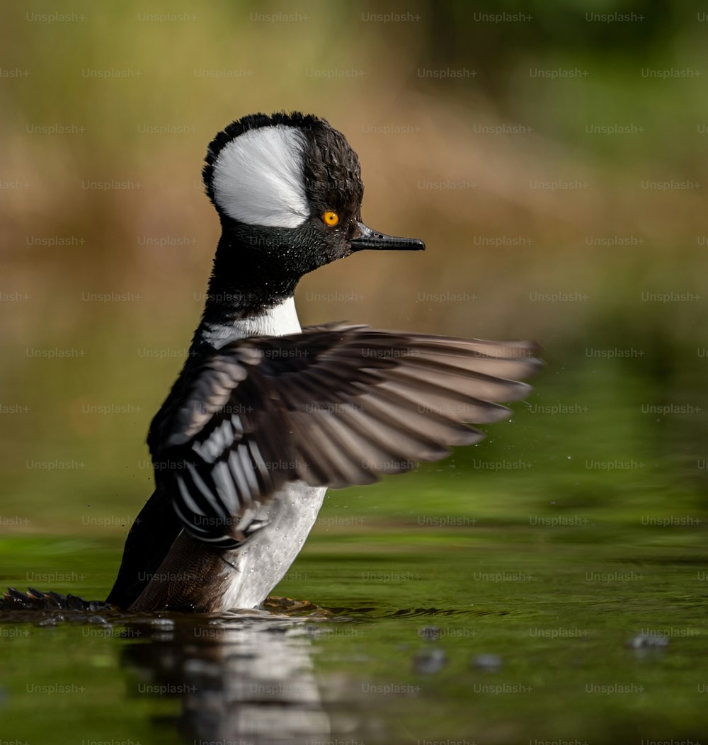 A male hooded merganser in Florida