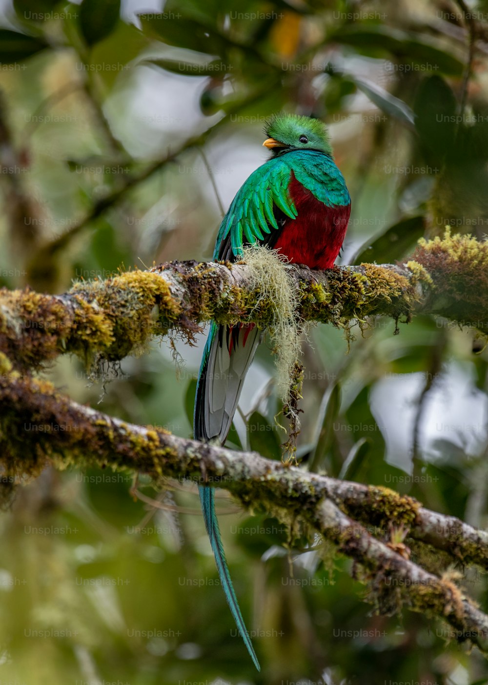 Un quetzal splendente in Costa Rica