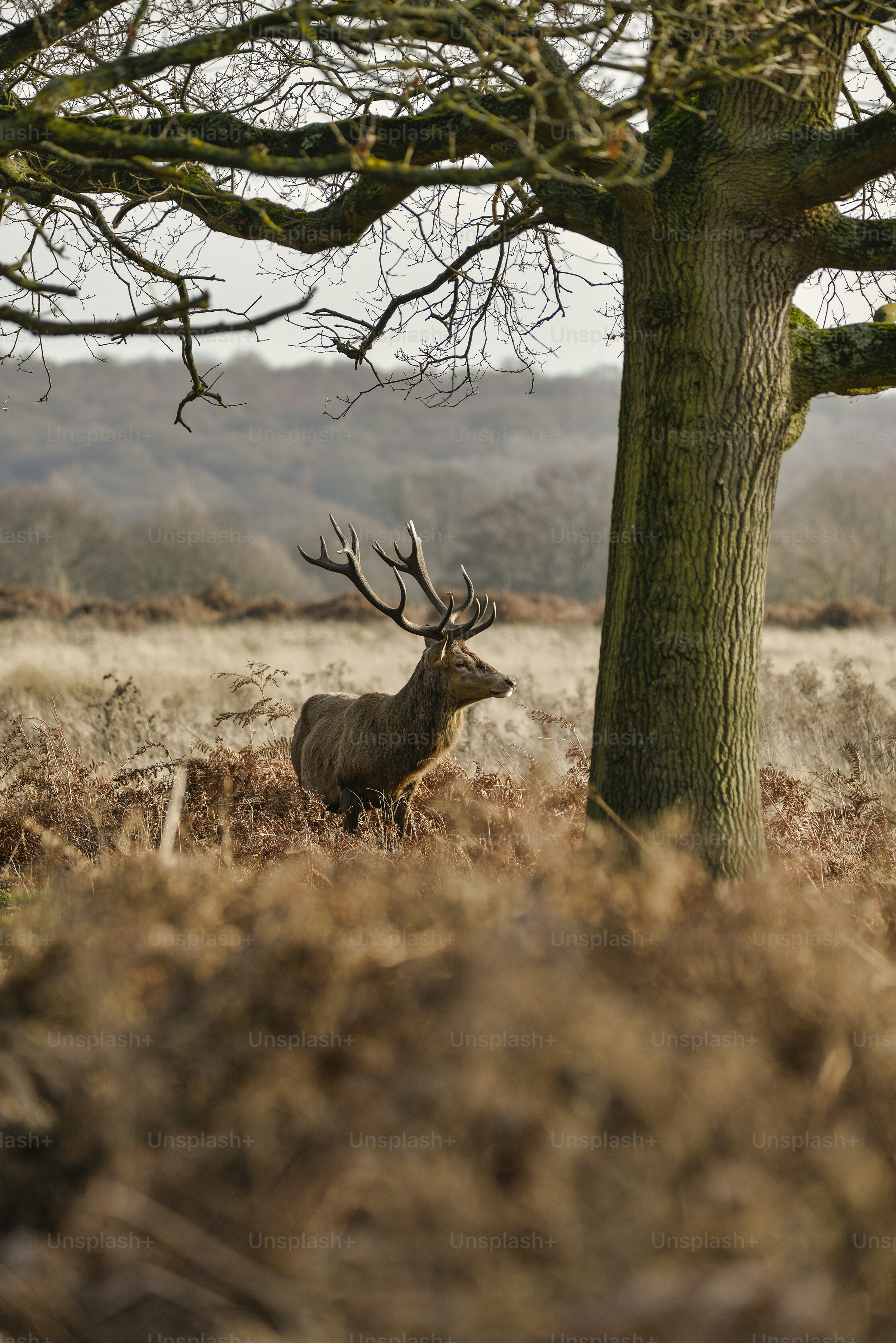 Stunning red deer stag Cervus Elaphus with majestic antelrs in Autumn Fall froest landscape