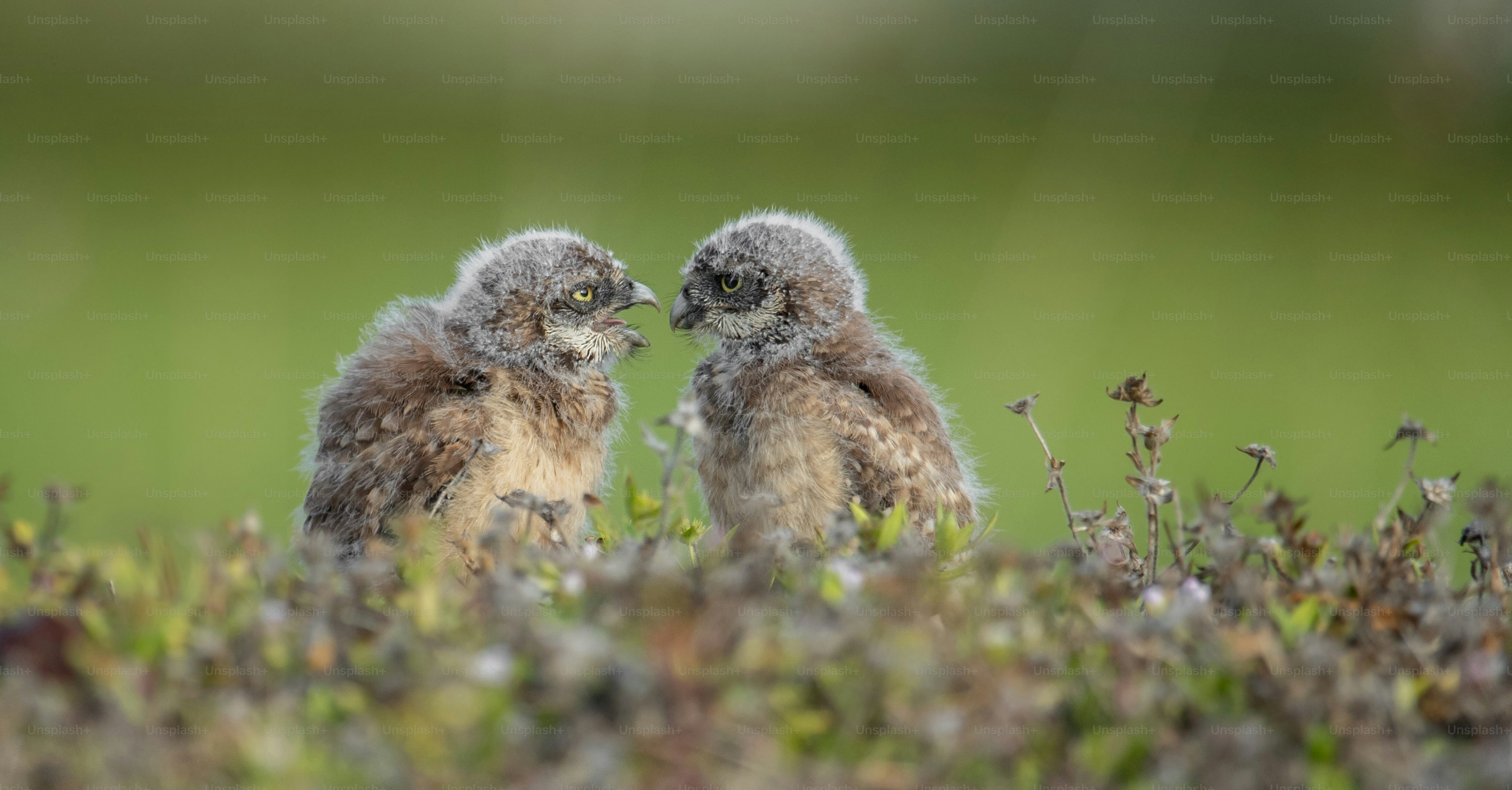 A burrowing Owl in Cape Coral, Florida.