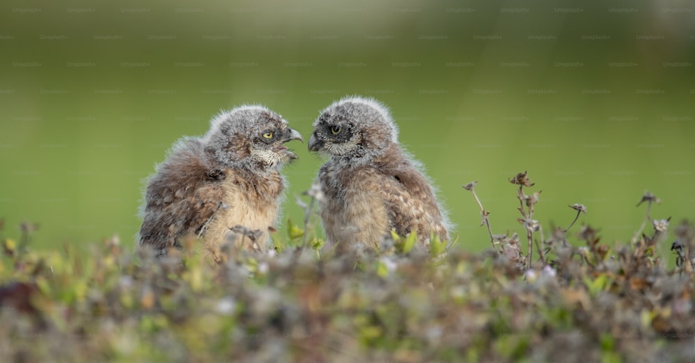 A burrowing Owl in Cape Coral, Florida.