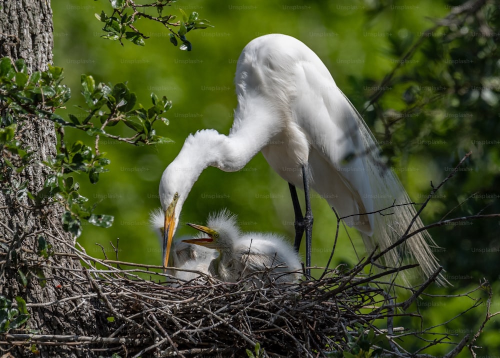 Great egret and chicks in a nest in Florida