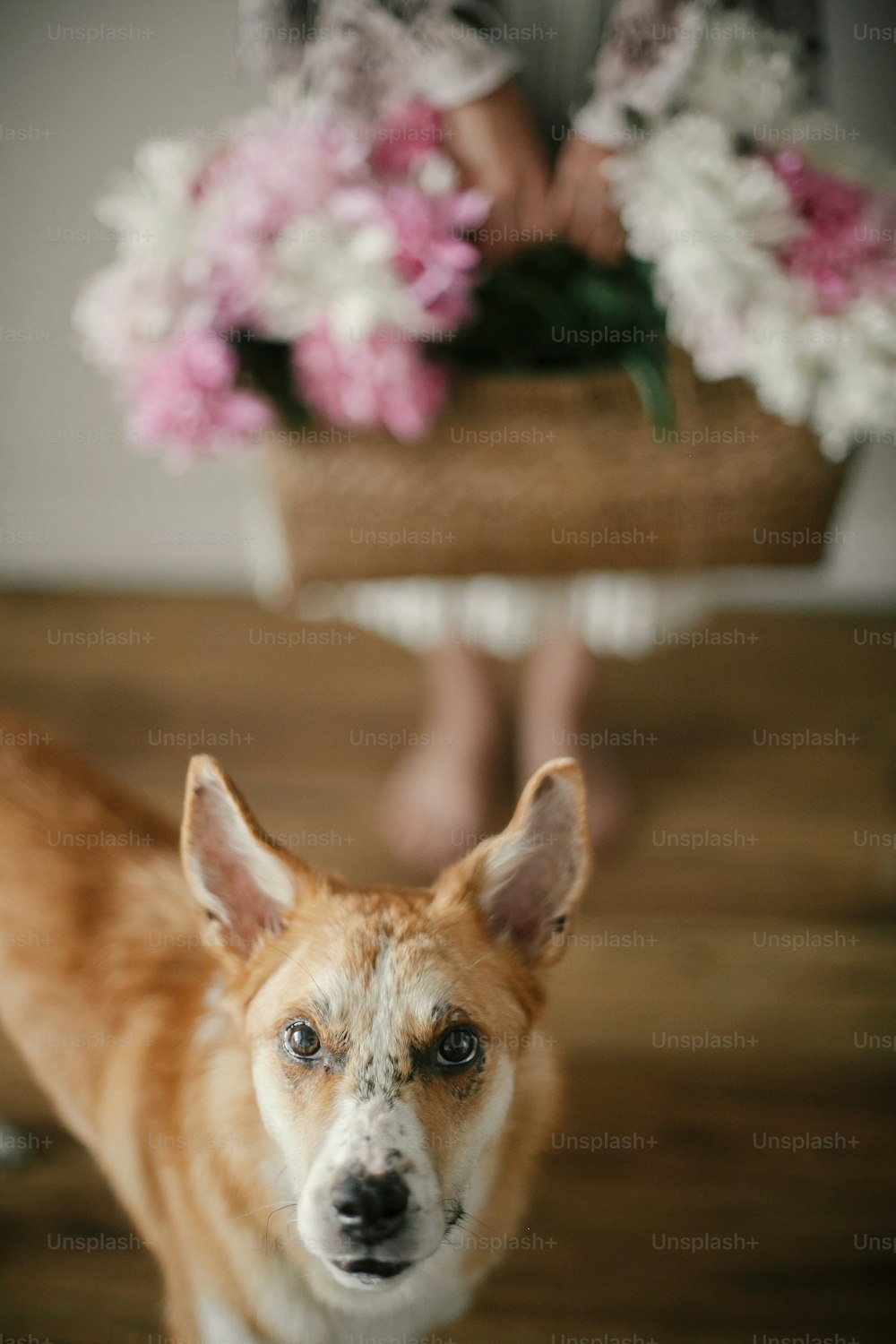 Cute golden dog and boho girl holding pink and white peonies in rustic basket and standing barefoot on wooden floor. Stylish hipster woman in bohemian dress with her pet. Countryside living