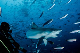Shark Feeding in Fiji