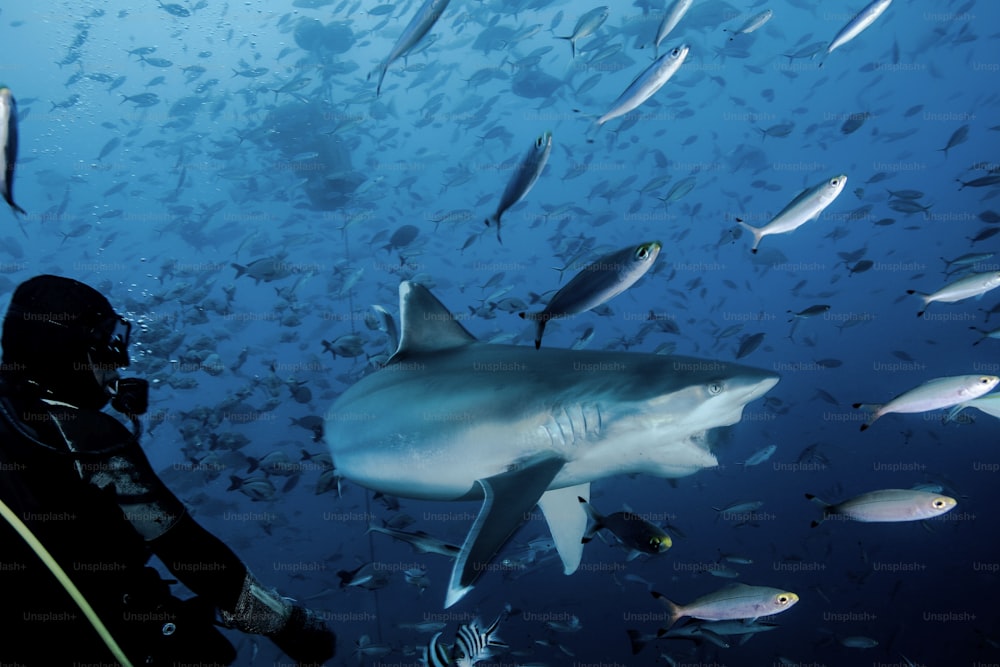 Alimentazione degli squali nelle Figi