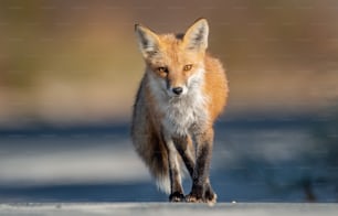 A red fox in New Jersey