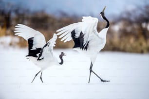 踊る鶴。鶴の儀式的な結婚の踊り。アカタンチョウ。学名:Grus japonensis(ツルス・ジャポネンシス)は、タンチョウ(タンチョウ)とも呼ばれ、東アジアの大型タンチョウです。