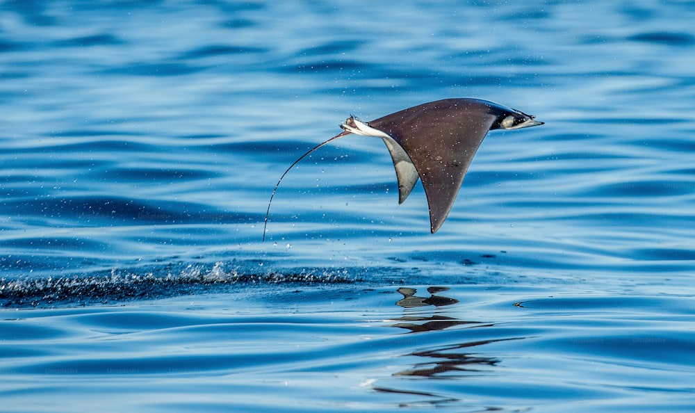Mobula ray jumping out of the water. Mobula munkiana, known as the manta de monk, Munk's devil ray, pygmy devil ray, smoothtail mobula.  Blue ocean background.