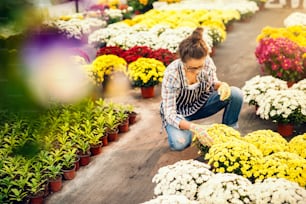 Hardworking cute florist kneeling and cultivating flowers in pots. Greenhouse interior.
