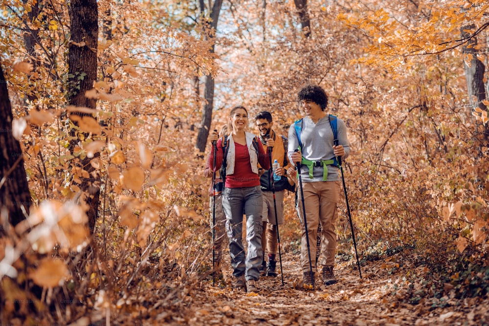 Hikers exploring forest in autumn. Trees and fallen leaves all around.