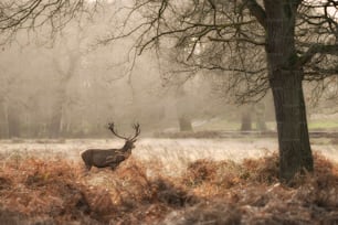 Stunning red deer stag Cervus Elaphus with majestic antelrs in Autumn Fall froest landscape