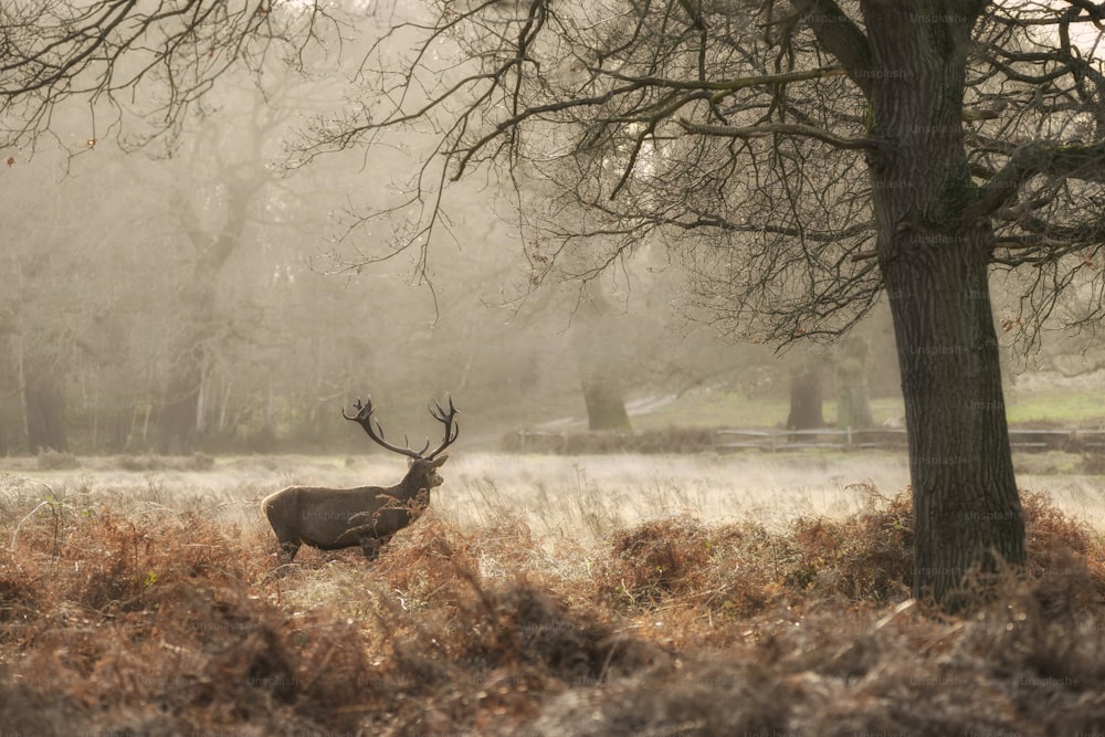 Stunning red deer stag Cervus Elaphus with majestic antelrs in Autumn Fall froest landscape