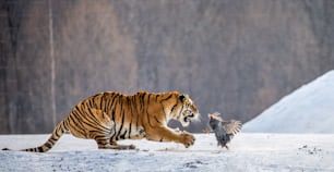 Tigre de Sibérie (Amour) courant dans la neige et attrapant sa proie. Photo très dynamique. Chine. Harbin. Province de Mudanjiang. Parc Hengdaohezi. Parc des tigres de Sibérie. Hiver. Gel dur. (Panthera tgris altaica)