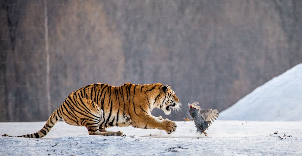 雪の中を走り、獲物を捕まえるシベリア(アムール)タイガー。とてもダイナミックな写真です。中国。ハルビン。牡丹江省。恒道地公園。シベリアタイガーパーク。冬。ハードフロスト。(Panthera tgris altaica)