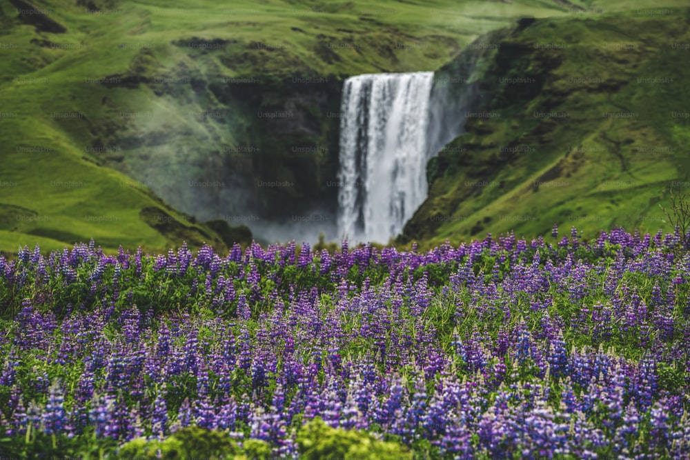 Bellissimo scenario della maestosa cascata di Skogafoss nella campagna dell'Islanda in estate. La cascata di Skogafoss è il famoso punto di riferimento naturale e la destinazione turistica dell'Islanda e dell'Europa.