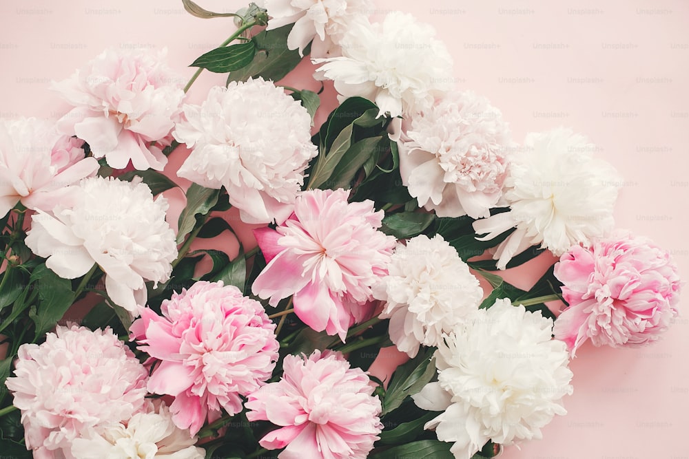 Stilvoller rosa und weißer Pfingstrosenstrauß auf rosa Papier flach legen. Kreatives Blumenbild. Schönen Muttertag. Internationaler Frauentag. Grußkarten-Mockup.