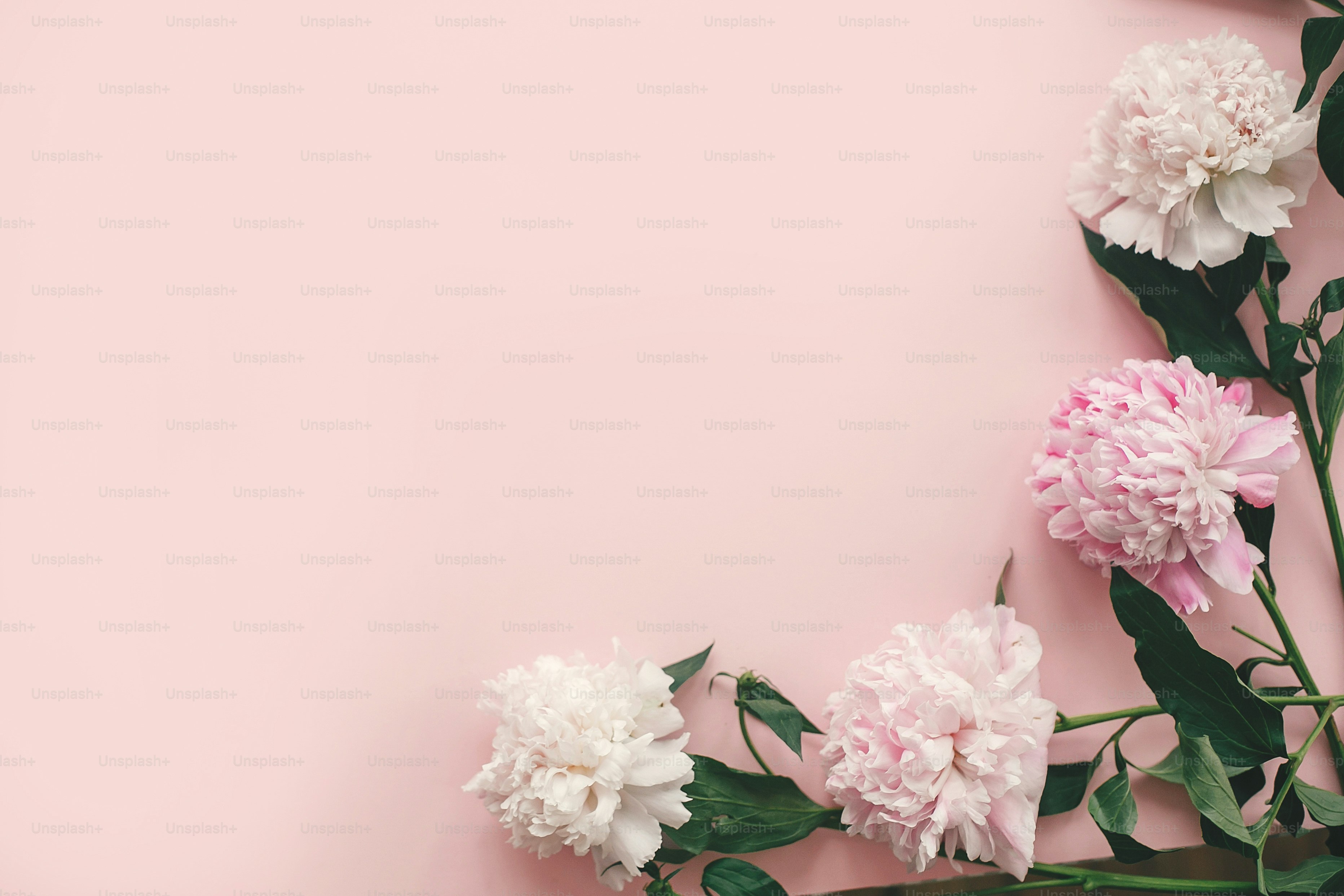 Peony merah muda dan putih bergaya berbatasan dengan kertas merah muda datar dengan ruang untuk teks. Selamat hari ibu. Hari perempuan internasional. Maket kartu ucapan. Gambar musim semi Hello Kreatif