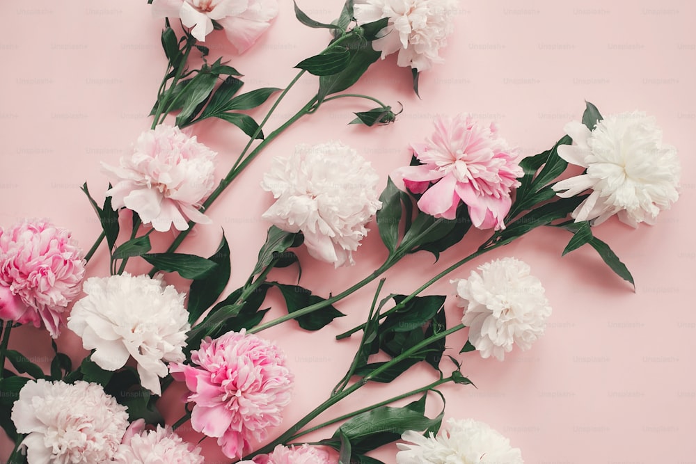 Elegante ramo de peonías rosas y blancas en papel rosa plano. Imagen floral creativa. Feliz día de la madre. Día Internacional de la Mujer. Maqueta de tarjeta de felicitación.