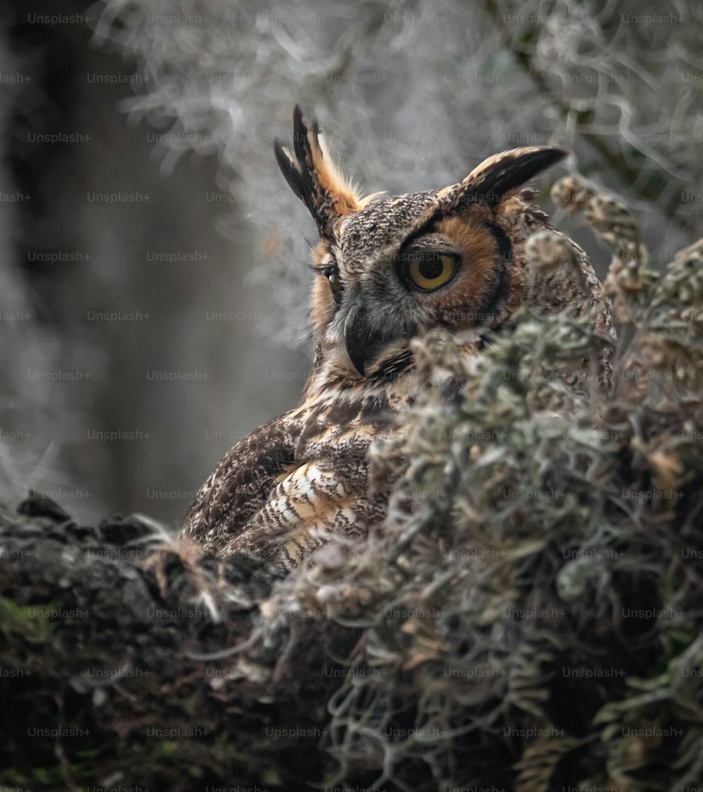 A great horned owl in Florida