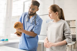 Young man in uniform of veterinarian holding adult brown guinea pig while examining her in clinics