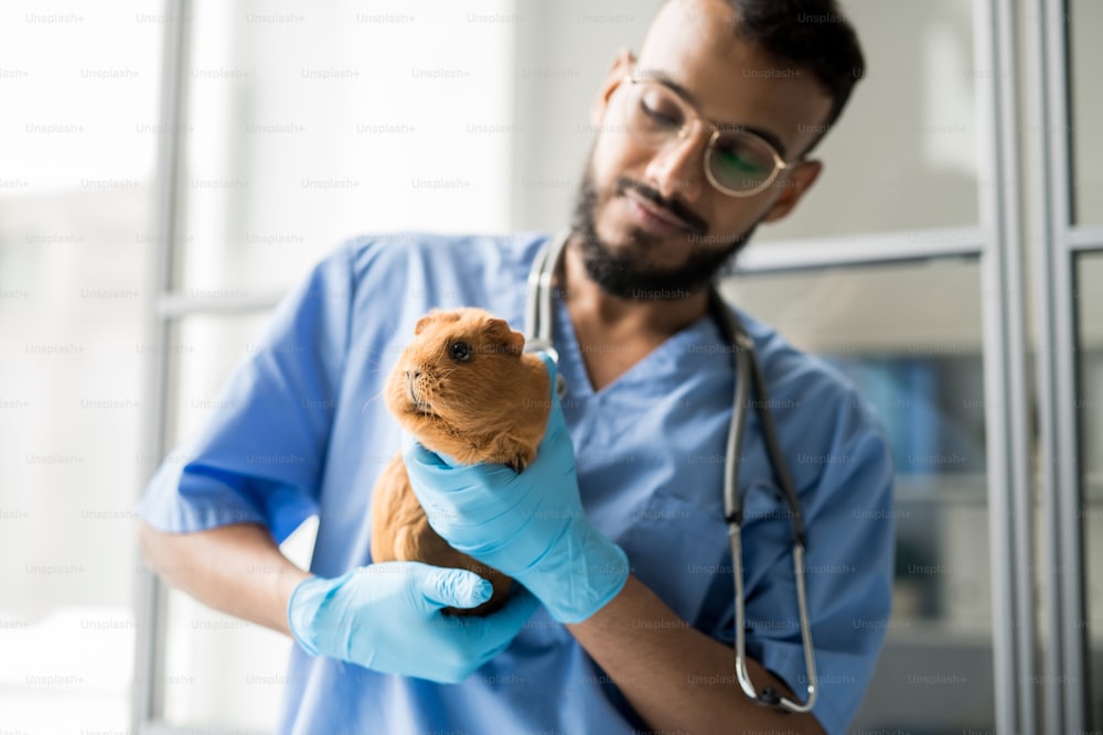 Cute fluffy brown guinea pig in gloved hands of young professional veterinarian before examination