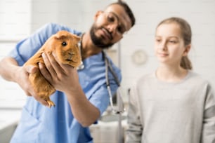 Braunes erwachsenes Meerschweinchen in den Händen eines zeitgenössischen Tierarztes während der Untersuchung in Kliniken