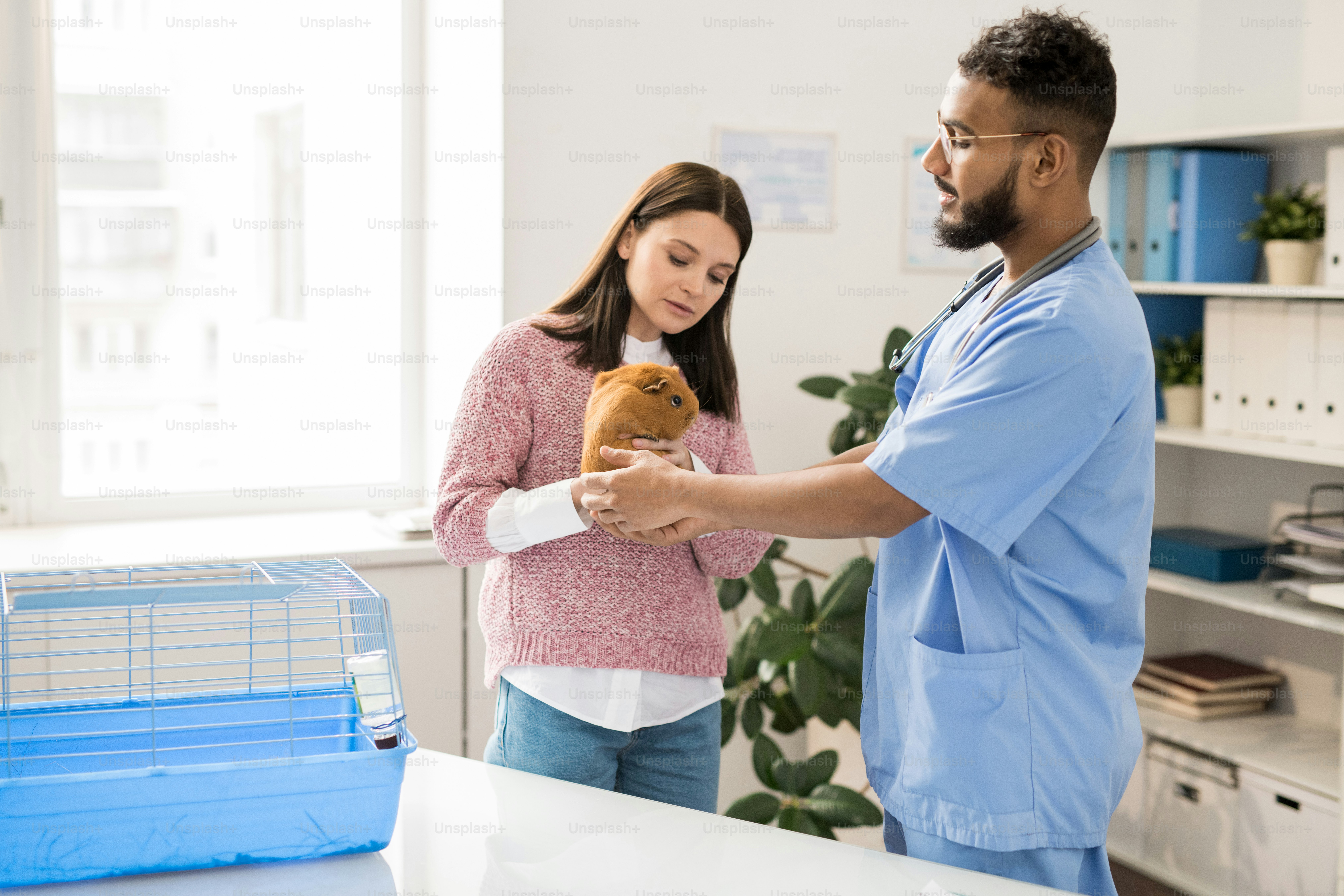 Young woman brought brown guinea pig to veterinary clinics and showing it to professional veterinarian