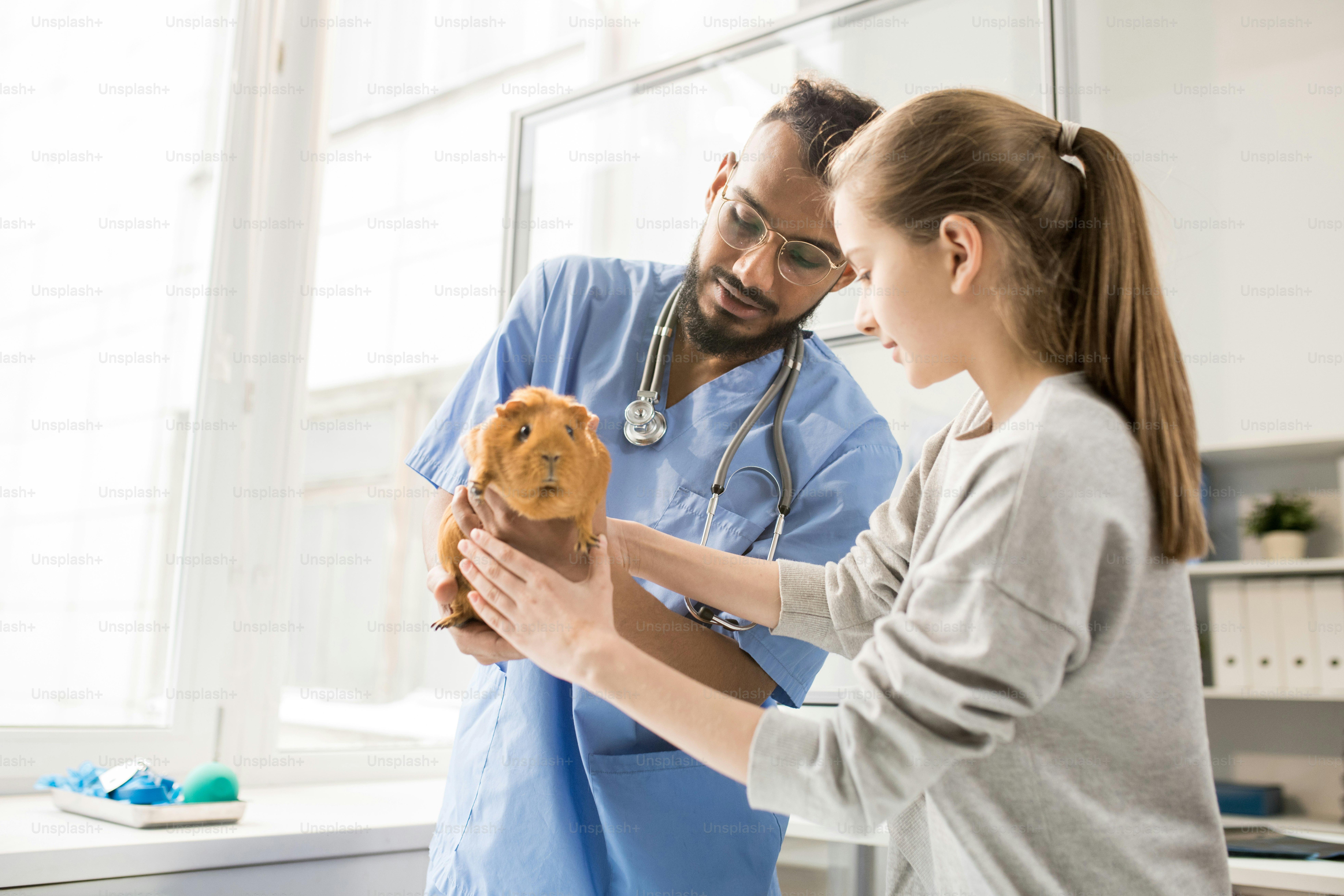 Little girl taking her guinea pig from hands of veterinarian after medical examination in clinics