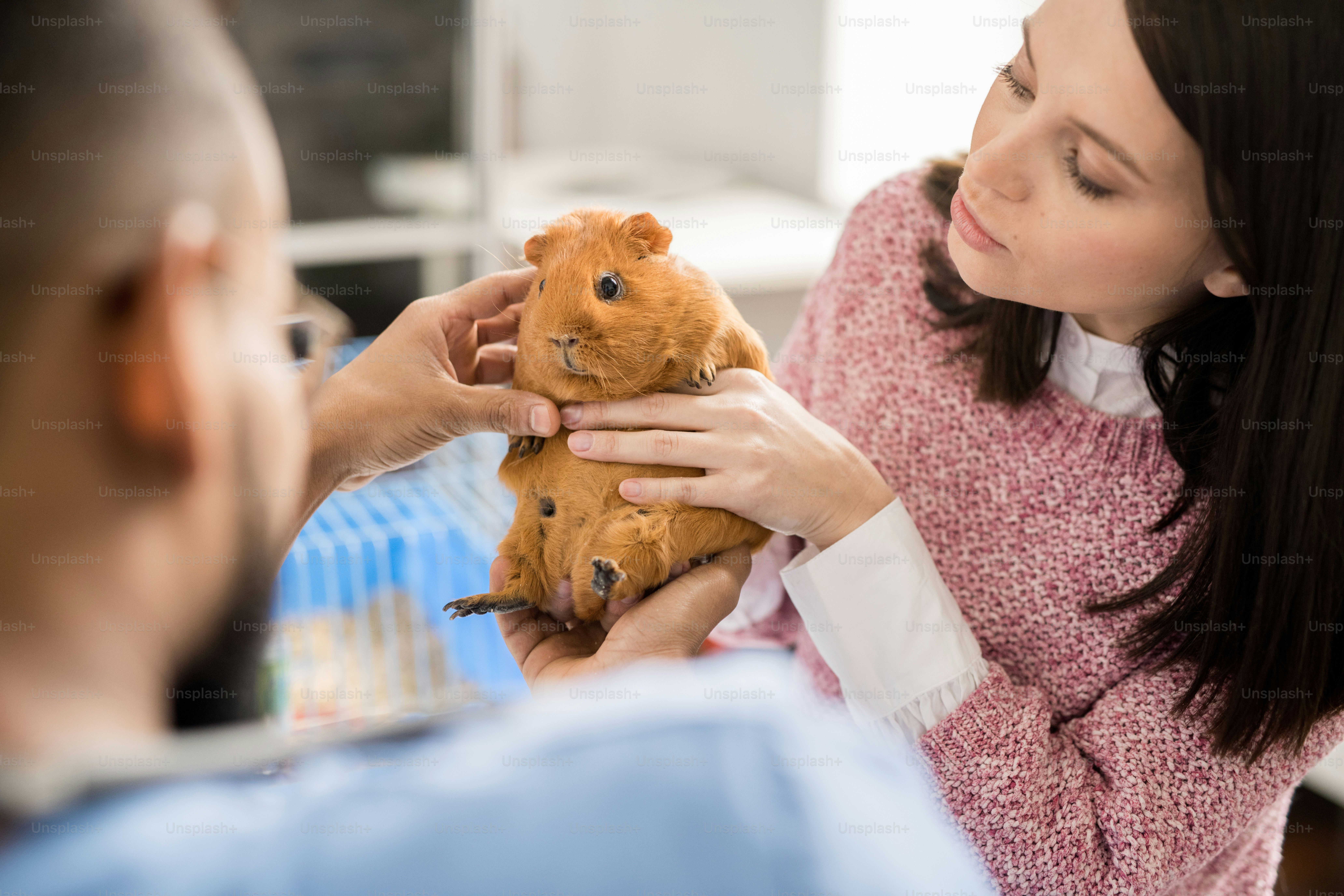 Cute brown guinea pig held by her owner looking at professional veterinary doctor during examination