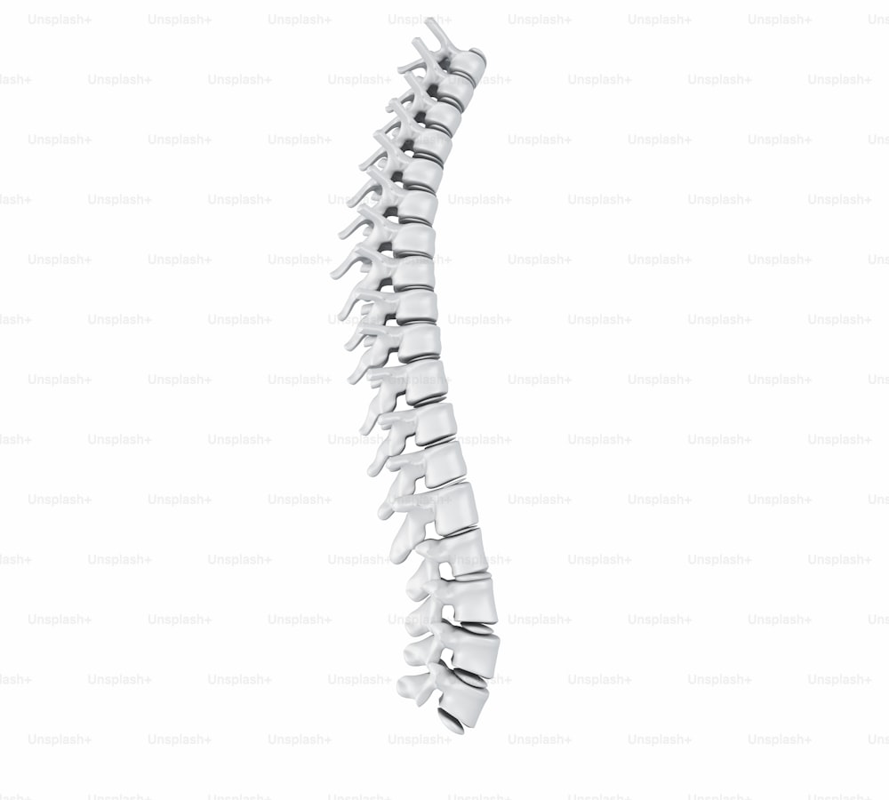 Ilustração 3d. Anatomia da coluna vertebral humana no fundo branco isolado.