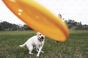 Young woman playing with her labrador in a park. She is throws the yellow frisbee disc. Dog tries to catch it.