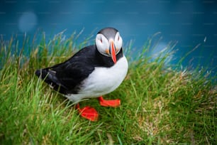 Le macareux moine, également connu sous le nom de macareux moine, est une espèce d’oiseau marin de la famille des pingouins. L’Islande, la Norvège, les îles Féroé, Terre-Neuve-et-Labrador au Canada sont connues pour être une grande colonie de ce macareux.