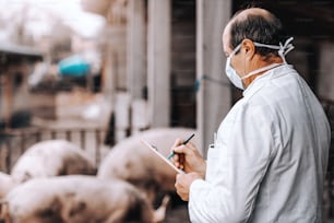 Mature veterinarian in white coat holding clipboard and checking health of pigs while standing in cote. Country exterior.