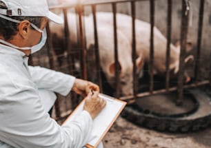 Mature veterinarian in white coat holding clipboard and checking health of pigs in cote. Country exterior.