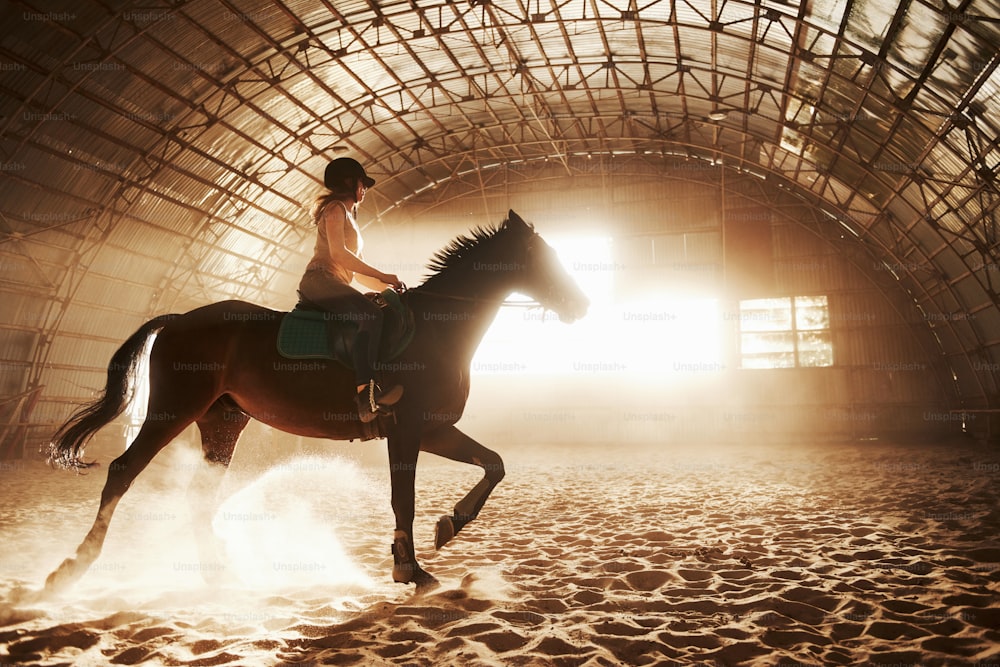 Imagem majestosa da silhueta do cavalo com o cavaleiro no fundo do pôr do sol. A menina jóquei na parte de trás de um garanhão anda em um hangar em uma fazenda e pula sobre a trave. O conceito de equitação.