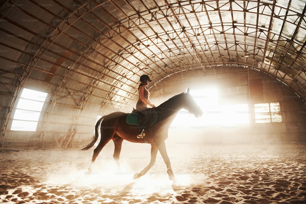 Majestätisches Bild der Pferdesilhouette mit Reiter auf Sonnenuntergangshintergrund. Das Jockeymädchen auf dem Rücken eines Hengstes reitet in einem Hangar auf einem Bauernhof und springt über die Querlatte. Das Konzept des Reitens.