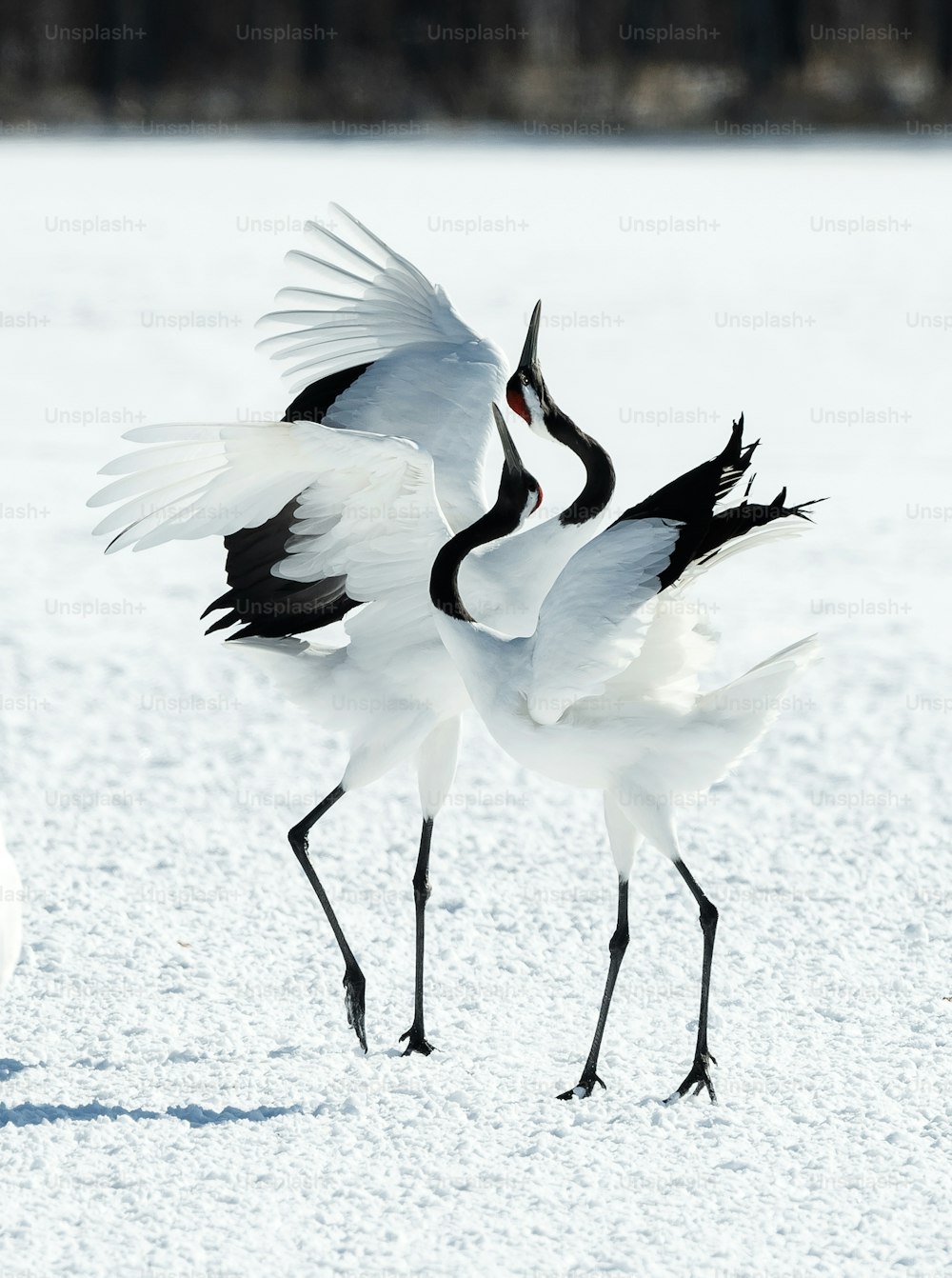 Dancing Cranes. The ritual marriage dance of cranes. The red-crowned crane. Scientific name: Grus japonensis, also called the Japanese crane or Manchurian crane, is a large East Asian Crane.