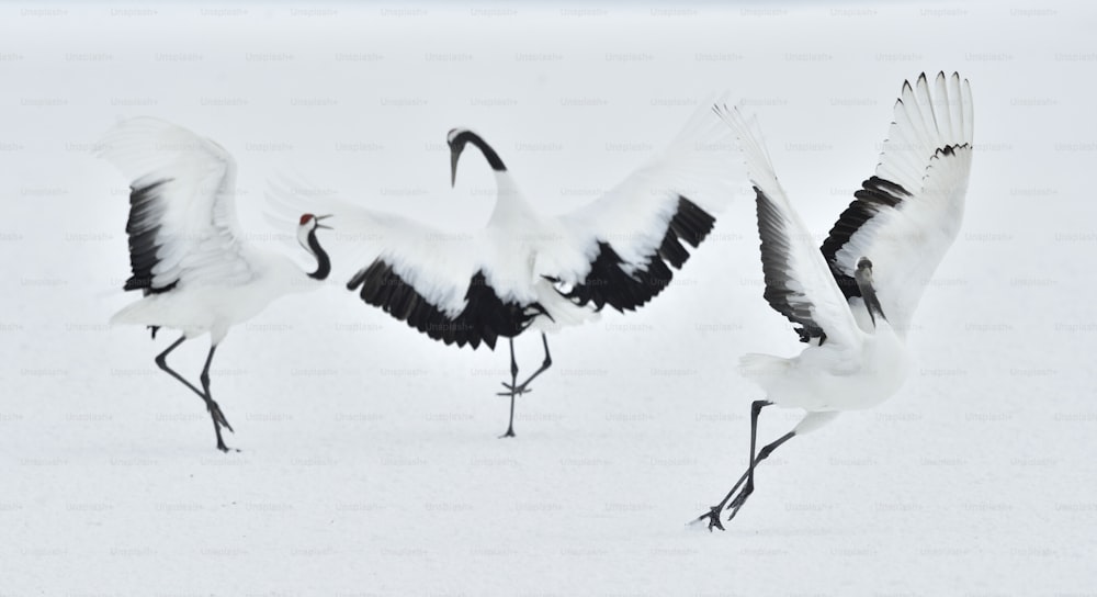 Dancing Cranes. The ritual marriage dance of cranes. The red-crowned crane. Scientific name: Grus japonensis, also called the Japanese crane or Manchurian crane, is a large East Asian Crane.