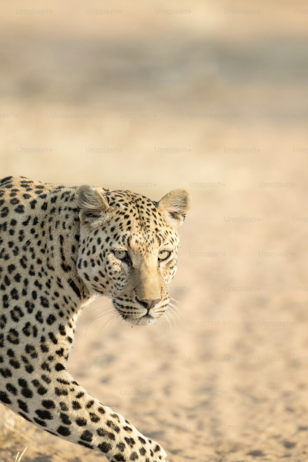 Leopardo al sole di mattina