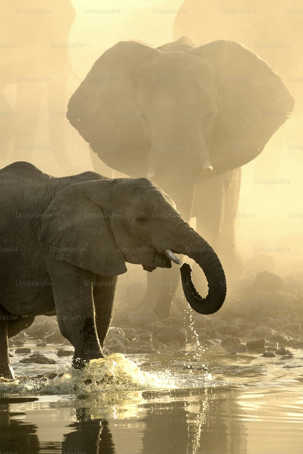 Elefanten in Okaukuejo Wasserloch bei Sonnenuntergang mit gelbem Staub